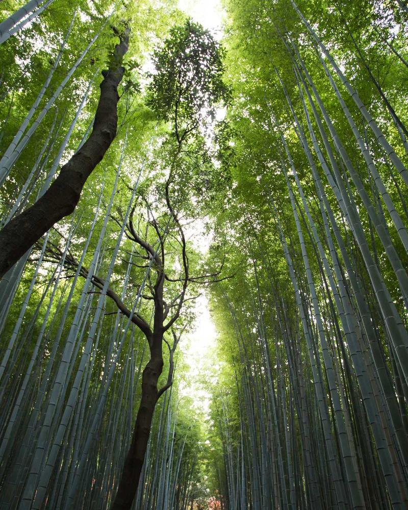 Color Pencil - Image 4