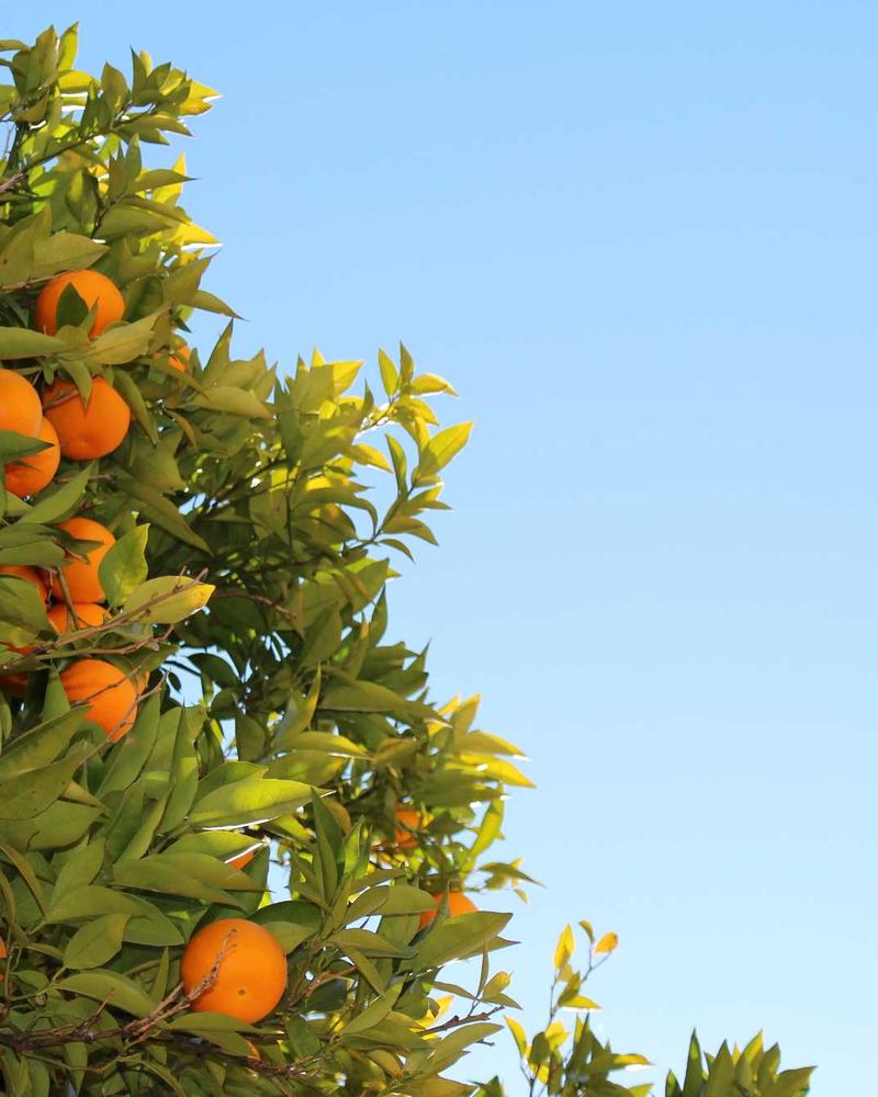 Hurting Bird - Image 2