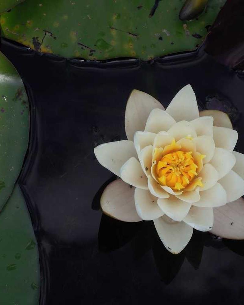 Independent Day - Image 3