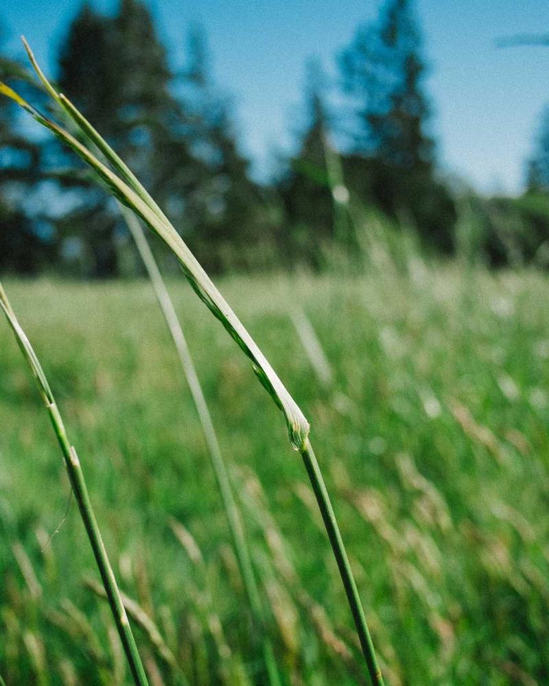 White Anthurium - Image 1